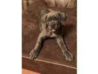 Cane Corso Puppy for sale in Pass Christian, MS, USA
