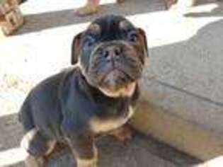 Olde English Bulldogge Puppy for sale in Pittsburgh, PA, USA