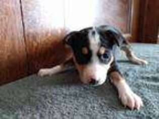 Basenji Puppy for sale in Hillsboro, WI, USA