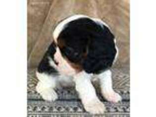 Cavalier King Charles Spaniel Puppy for sale in Tuscola, TX, USA