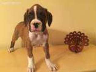 Boxer Puppy for sale in Berlin, NJ, USA
