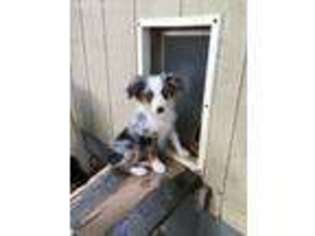 Miniature Australian Shepherd Puppy for sale in Drasco, AR, USA