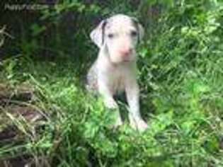 Great Dane Puppy for sale in Arlington, TX, USA