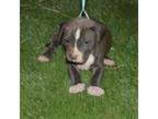 Mutt Puppy for sale in Oakland, MS, USA