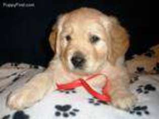 Golden Retriever Puppy for sale in Citrus Heights, CA, USA