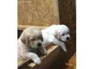 Labrador Retriever Puppy for sale in Chagrin Falls, OH, USA
