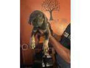 Cane Corso Puppy for sale in Merrillville, IN, USA