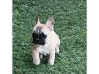French Bulldog Puppy for sale in Oroville, WA, USA