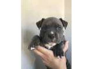 Mutt Puppy for sale in Richland, NJ, USA