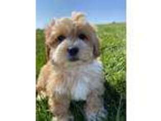 Shih-Poo Puppy for sale in Seneca Falls, NY, USA
