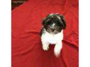 Havanese Puppy for sale in Lincoln, IL, USA