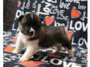Akita Puppy for sale in Grovespring, MO, USA