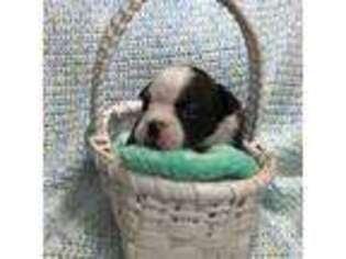 Bulldog Puppy for sale in Lexington, SC, USA