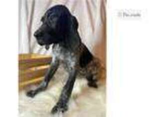 German Shorthaired Pointer Puppy for sale in Springfield, MO, USA