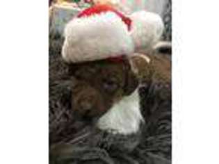 Chesapeake Bay Retriever Puppy for sale in Fairfield, IL, USA