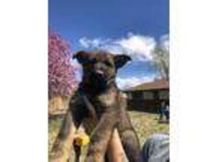 German Shepherd Dog Puppy for sale in Montrose, CO, USA