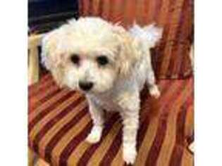 Maltese Puppy for sale in Decatur, GA, USA