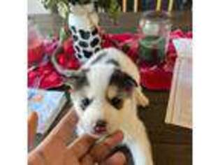 Shiba Inu Puppy for sale in Lehi, UT, USA