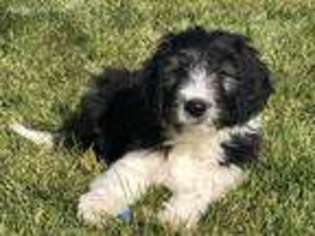 Mutt Puppy for sale in Lindon, UT, USA