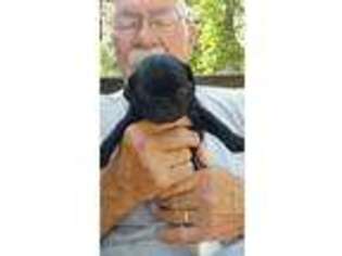 Pug Puppy for sale in Noel, MO, USA