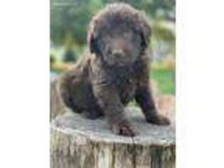 Newfoundland Puppy for sale in Hustontown, PA, USA
