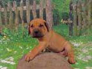 Boerboel Puppy for sale in Fort Washington, MD, USA
