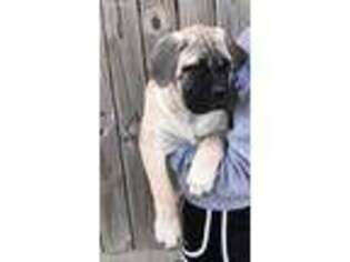 Bullmastiff Puppy for sale in Rockwall, TX, USA