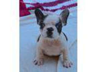 French Bulldog Puppy for sale in Frederick, MD, USA