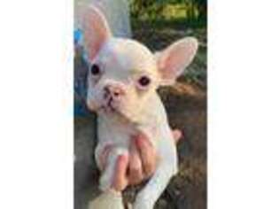 French Bulldog Puppy for sale in Eugene, OR, USA