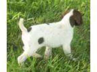 German Shorthaired Pointer Puppy for sale in Creighton, MO, USA