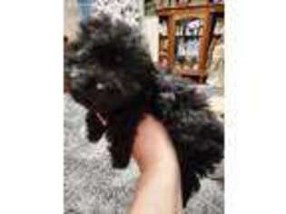 Mutt Puppy for sale in Bluefield, VA, USA