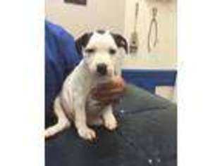 Staffordshire Bull Terrier Puppy for sale in Cortlandt Manor, NY, USA