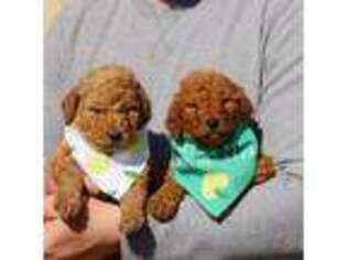 Goldendoodle Puppy for sale in Spokane, WA, USA