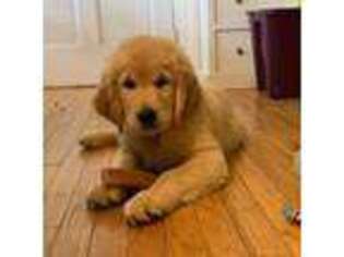 Golden Retriever Puppy for sale in Germanton, NC, USA