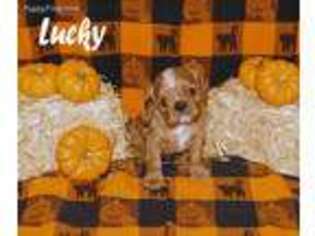 Cavalier King Charles Spaniel Puppy for sale in Montgomery, IL, USA