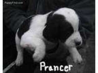 English Springer Spaniel Puppy for sale in Mount Vernon, WA, USA