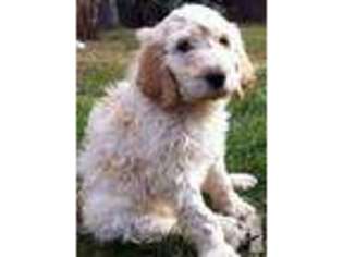 Labradoodle Puppy for sale in VIRGINIA BEACH, VA, USA
