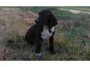 Great Dane Puppy for sale in Arlington, VA, USA