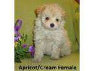 Mutt Puppy for sale in WILLOW SPRING, NC, USA