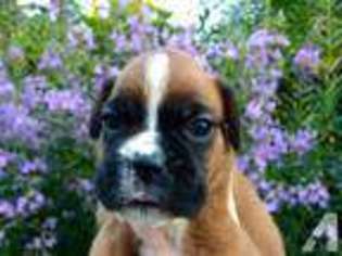 Boxer Puppy for sale in MAPLE VALLEY, WA, USA