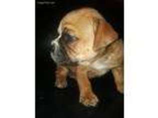 Olde English Bulldogge Puppy for sale in Buckeye, AZ, USA