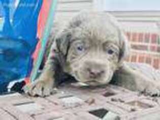 Labrador Retriever Puppy for sale in Clinton, SC, USA