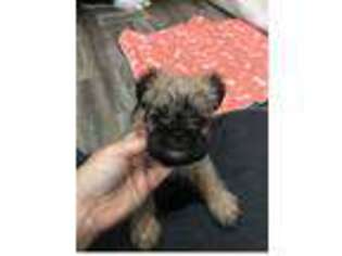 Brussels Griffon Puppy for sale in Brooks, GA, USA