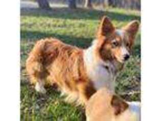 Cardigan Welsh Corgi Puppy for sale in Worthington, IN, USA