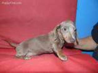 Dachshund Puppy for sale in Hughes Springs, TX, USA