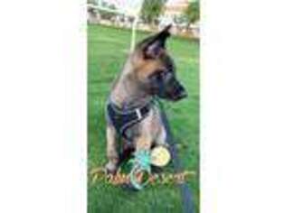 Belgian Malinois Puppy for sale in Palm Springs, CA, USA