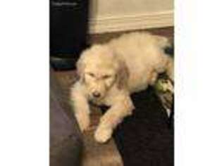 Labradoodle Puppy for sale in Mayer, AZ, USA