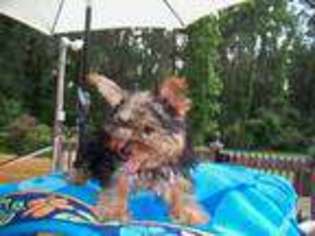 Yorkshire Terrier Puppy for sale in PALATKA, FL, USA