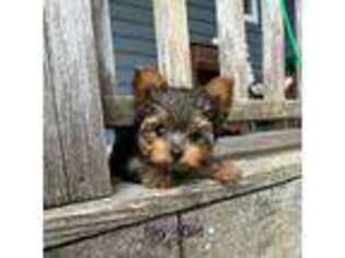 Yorkshire Terrier Puppy for sale in Dodge Center, MN, USA
