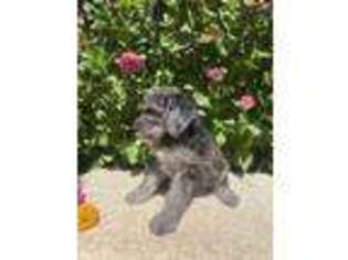 Goldendoodle Puppy for sale in Farmersburg, IA, USA